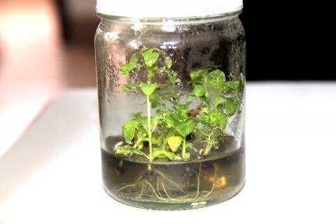 澳洲大花梨無性系開發(fā)生根瓶苗