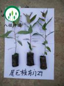 29-宣傳冊(cè)樹(shù)苗(加水印)