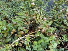 掛果后的岑軟3號(hào)油茶嫁接苗